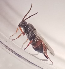 Female wasp in a laboratory setting 